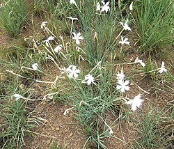 Dianthus mooiensis, habitus, Zoutpan.jpg