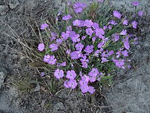 Dianthus repens 33526433.jpg