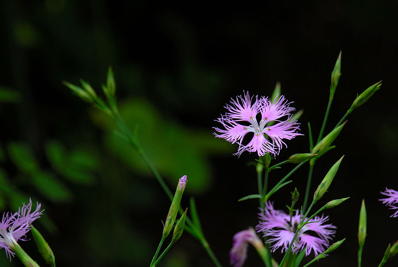 File:Dianthus superbus 070708.jpg