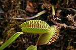 Thumbnail for File:Dionaea muscipula 4zz.jpg