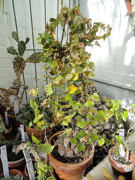 File:Dioscorea elephantipes - Lyman Plant House, Smith College - DSC04354.JPG