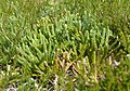 Diphasiastrum oellgaardii Germany - Schwarzwald