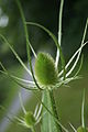 Dipsacus fullonum