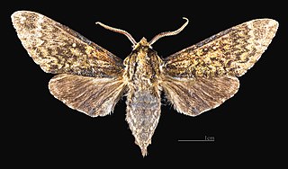 <i>Dolbina exacta</i> Species of moth