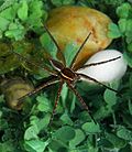 Thumbnail for Six-spotted fishing spider