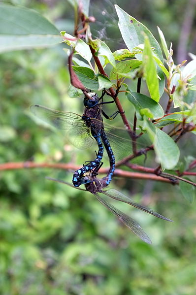 File:Dragonflies (7631729546).jpg