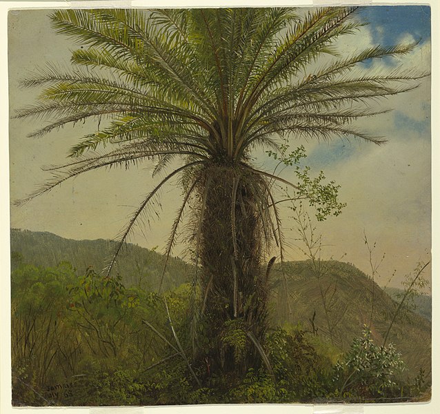 File:Drawing, Tree Fern, Jamaica, July 1865 (CH 18200549).jpg