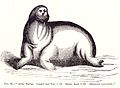 Reproduction in History of North American pinnipeds