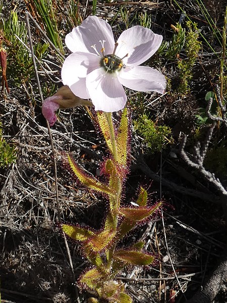 File:Drosera cistiflora Hangklip 04.jpg