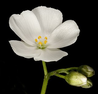 <i>Drosera porrecta</i> Species of carnivorous plant