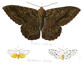 Ascalapha odorata