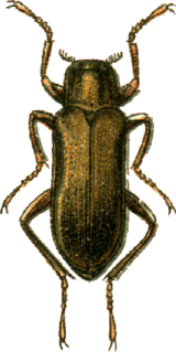 <i>Dryops</i> (beetle) Genus of beetles