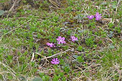 Dwergsleutelbloem (Primula minima) in de omgeving van Kasprowy Wierch.