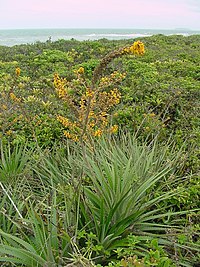 Dyckia