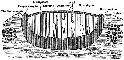 EB1911 Lichens - apothecium and surrounding thallus.jpg