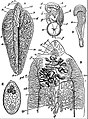 EB1911 Trematodes - Fasciola hepatica.jpg