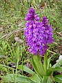 * Nomeação Early Purple Orchid (Orchis mascula), Champsaur, France. --Yann 16:13, 9 May 2024 (UTC) * Promoção  Support Good quality. --Poco a poco 20:49, 9 May 2024 (UTC)