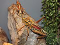 Eastern Lubber Grasshopper