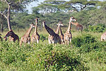 Serengeti Nationalpark: Historia, Djurliv, Bildgalleri