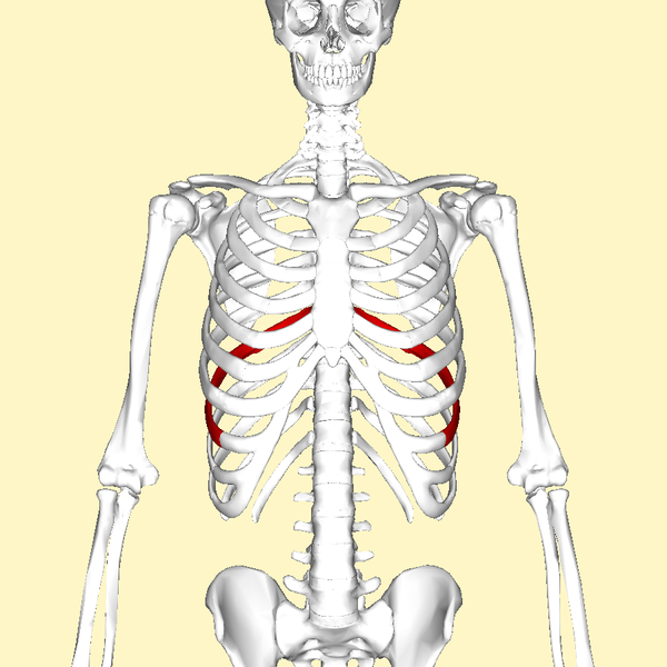 File:Eighth rib frontal2.png