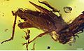 † Electrotettix attenboroughi - fosilna vrsta otkrivena u srednjoameričkom jantaru, ime roda potječe od grčke riječi za jantar, a ime vrste dano je u čast sir Davidu Attenborough.
