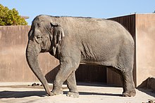 アジアゾウ（茨城県日立市、かみね動物園）