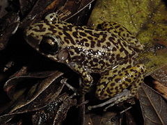 Description de l'image Eleutherodactylus ricordii01.jpg.