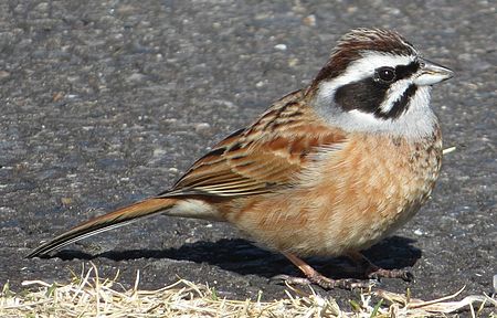 Emberiza_cioides