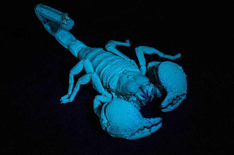 File:Emperor Scorpion Under UV Light.jpg