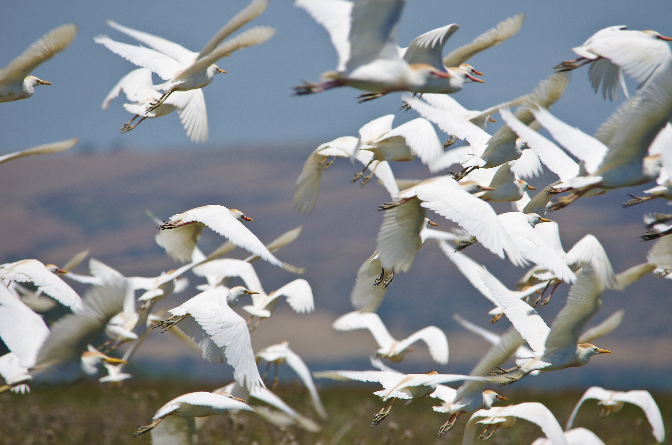 Cattle egret in flight (Ichkeul National Park) Author: Mohamed Gouli