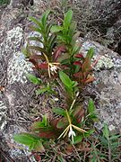 Epidendrum nocturnum Type species