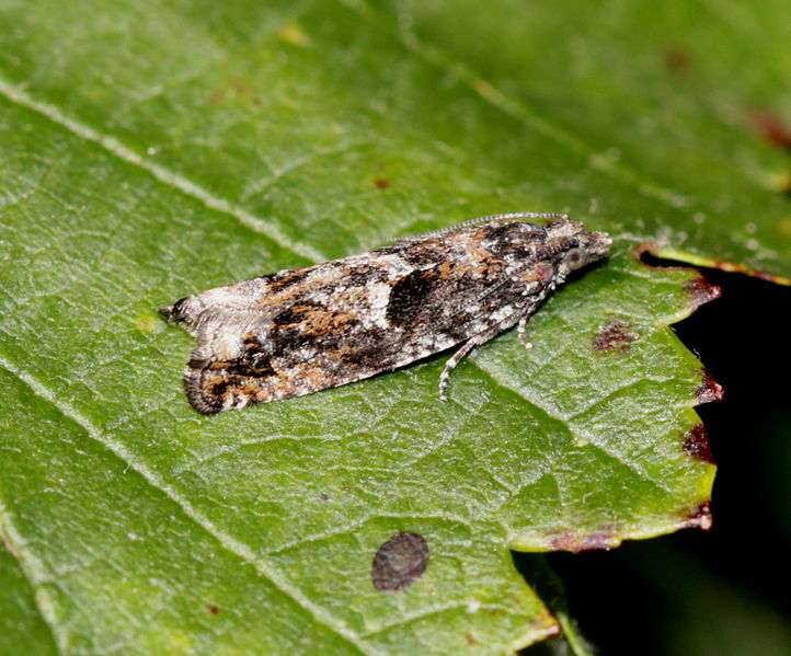 File:Epinotia nisella 2.jpg