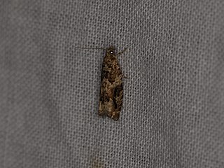 <i>Epinotia signatana</i> Species of moth
