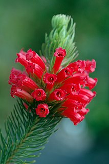 <i>Erica abietina</i> Species of flowering plant