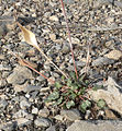 Eriogonum inflatum