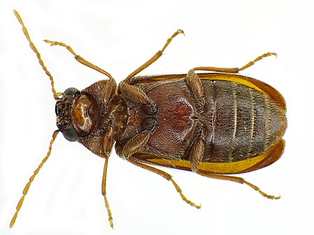 Ernobiinae