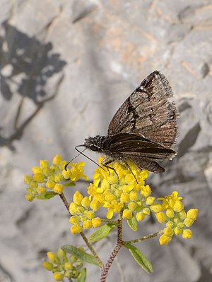 Erynnis marloyi marloyi 1.jpg