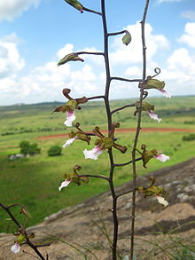 Inflorescence with flowers Eulophia petersii 1.jpg