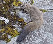 Ein Gleithörnchen („Eupetaurus nivamons“), kauernd an einer Felswand