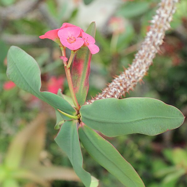 File:Euphorbia milii var. splendens-IMG 6202.jpg