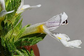 Euphrasia officinalis (Oberösterreich, Österreich) 3.jpg