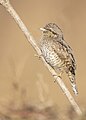 * Nomination eurasian wryneck taking a sun bath in cold winter morning in manohara river bhaktapur. By User:Prasan Shrestha --Nabin K. Sapkota 16:31, 2 April 2024 (UTC) * Withdrawn  I withdraw my nomination - Duplicate. --Nabin K. Sapkota 16:44, 2 April 2024 (UTC)