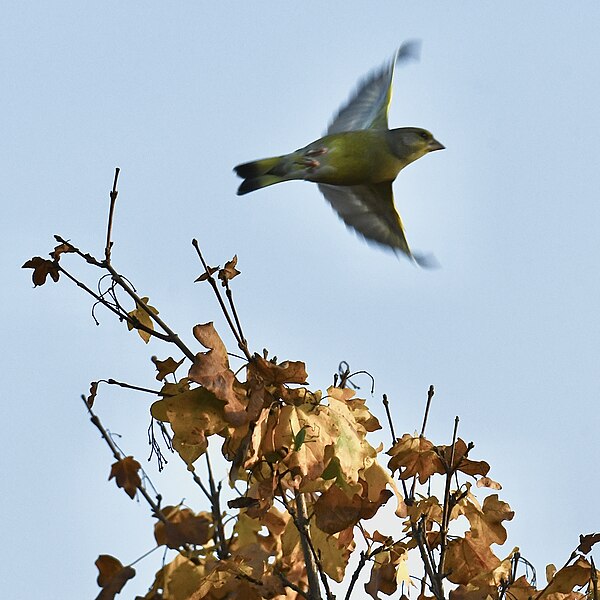 File:European greenfinch berlin birding 10.17.22 DSC 4905 edit.jpg