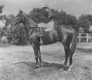 Eurythmic (horse) Australian-bred Thoroughbred racehorse