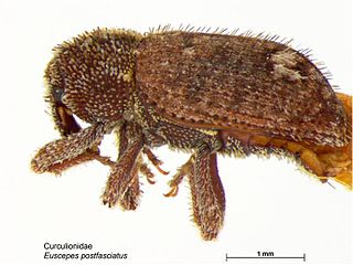 <i>Euscepes</i> Genus of beetles