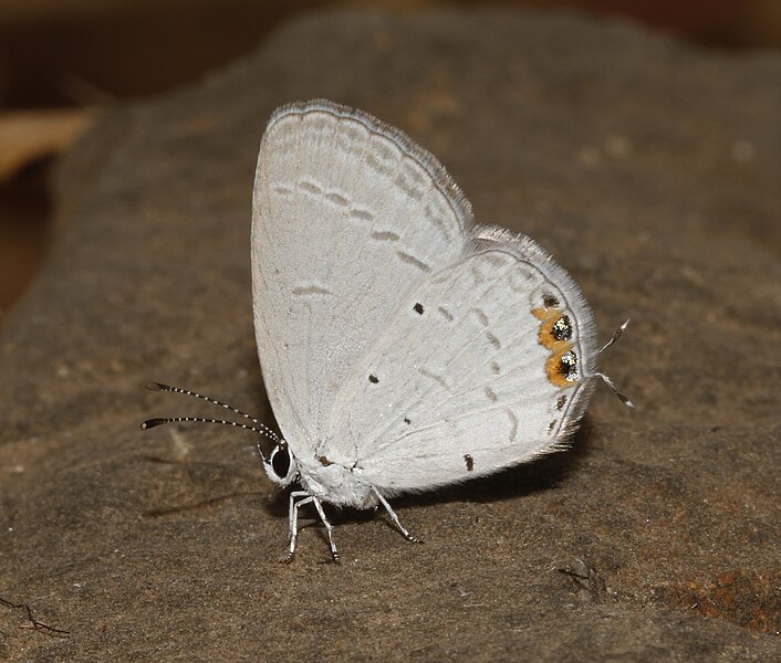 File:Everes lacturnus syntala - Indian Cupid female (1).jpg