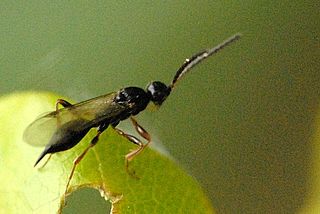 <i>Exallonyx</i> Genus of wasps