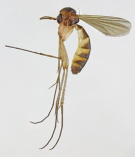 Exechia styriaca