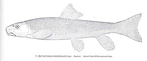 Descrierea imaginii FMIB 34318 Catostomus discobolus Cope Sucker.jpeg.