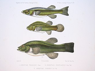 Three Orestias species showing some of the variations in shape in this genus F de Castelnau-poissonsPl27.jpg